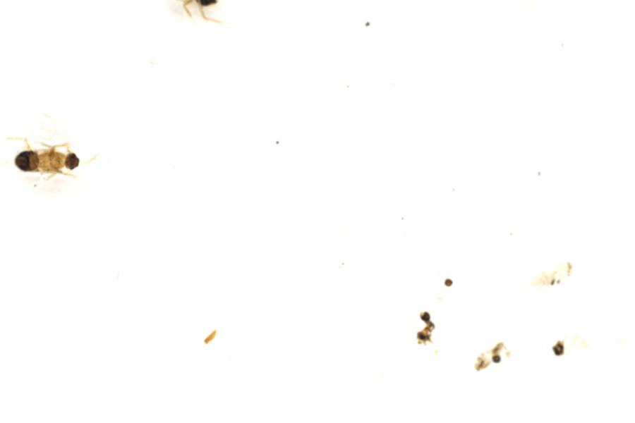 Image 94